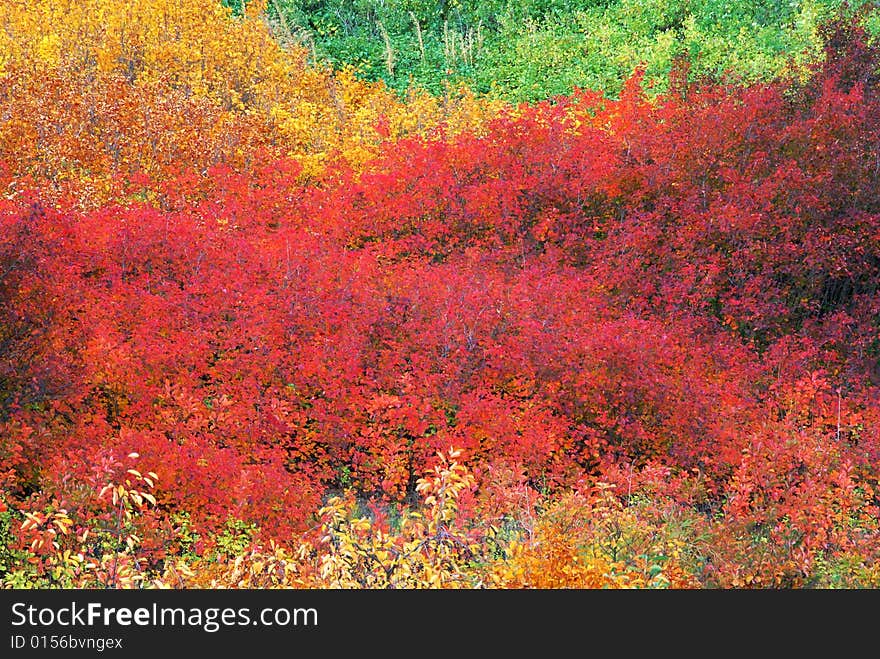 Color Of Autumn