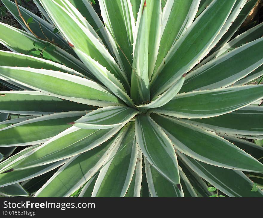 Cactus plant