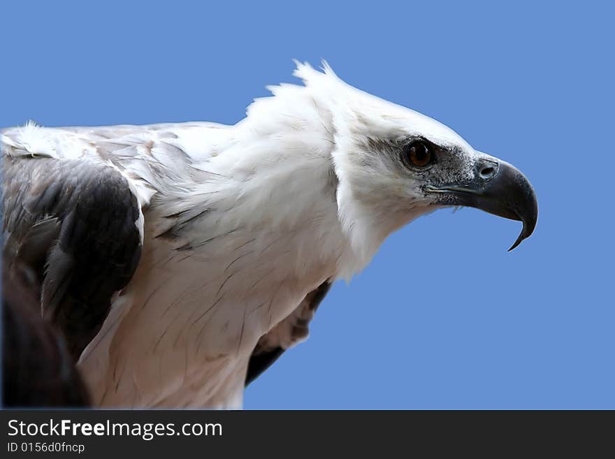 Head of the eagle