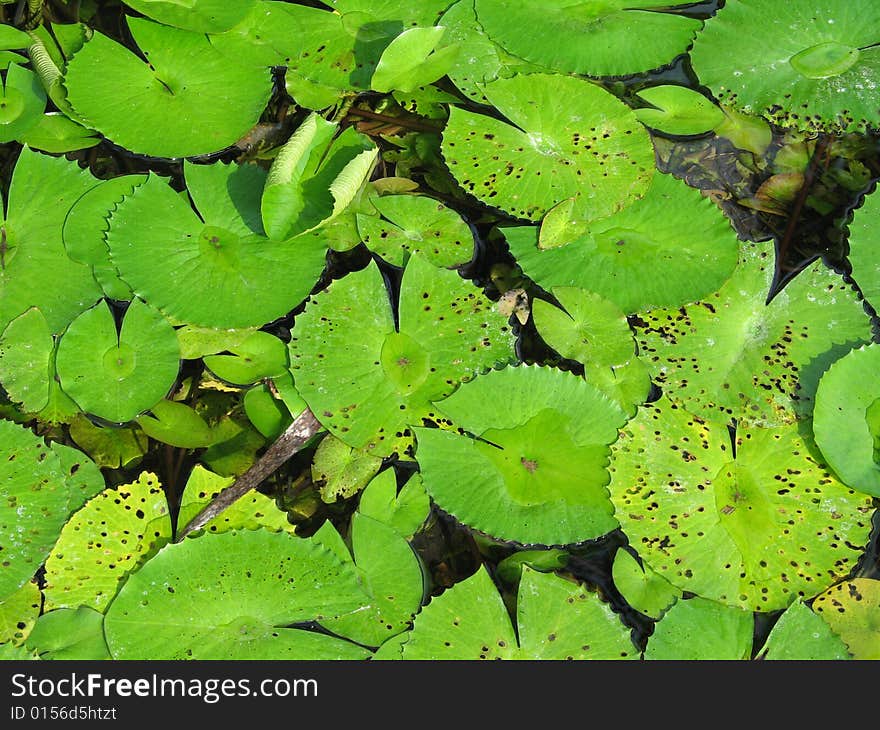 Green water lily pads close up