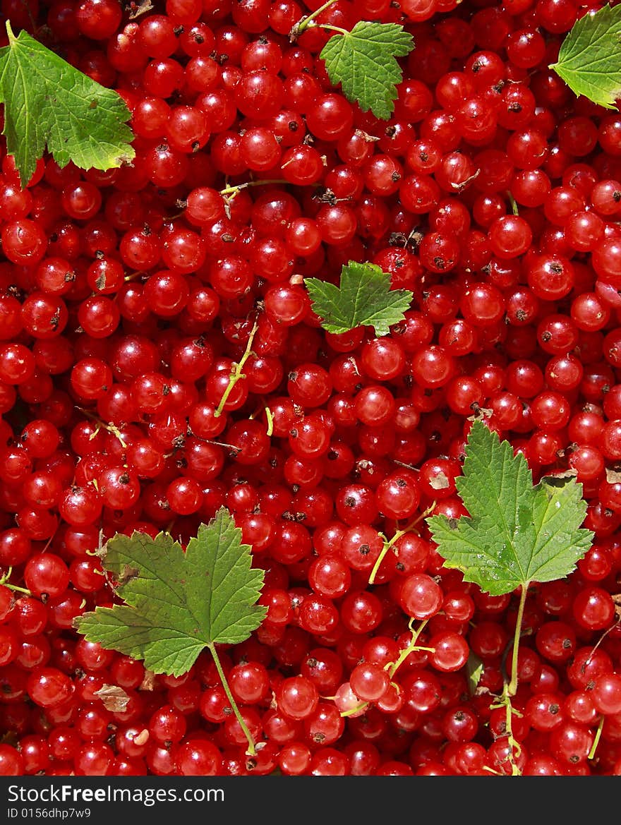 Red currant