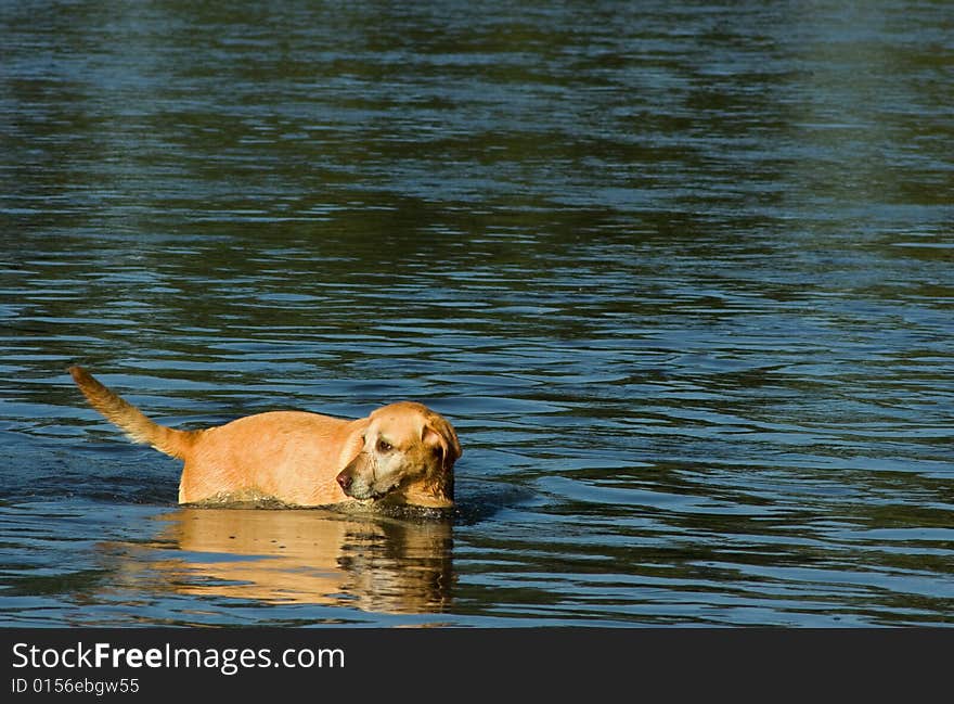 Yellow Lab In Water