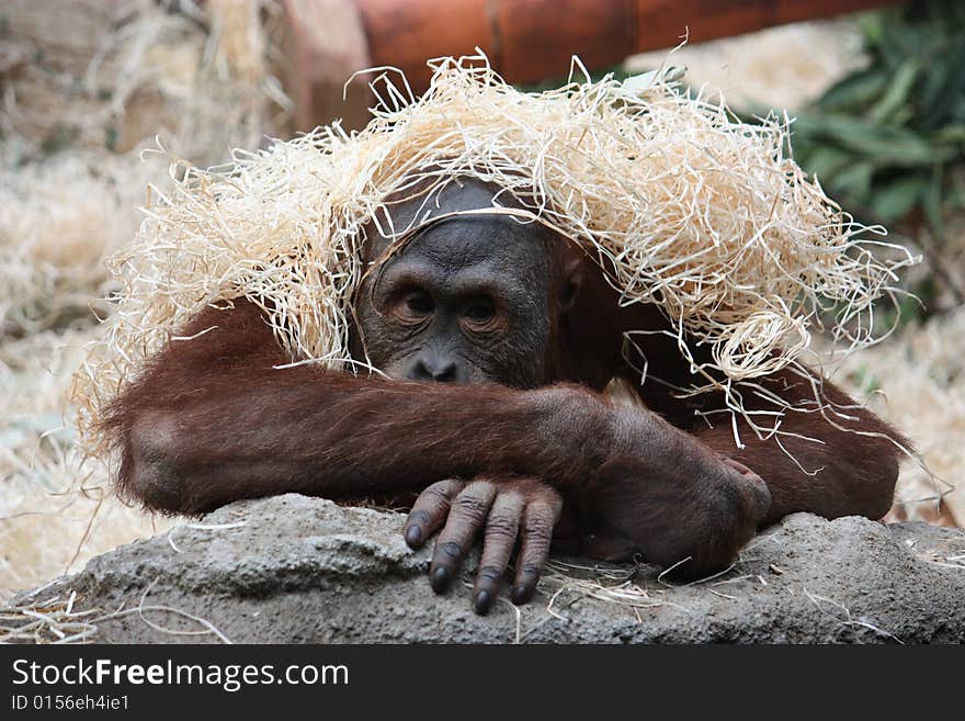 Staring orangutan covered with the straw