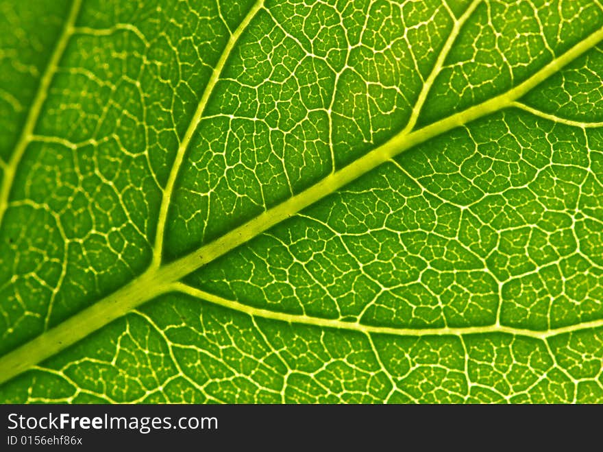 Structure of leaf natural background. Structure of leaf natural background