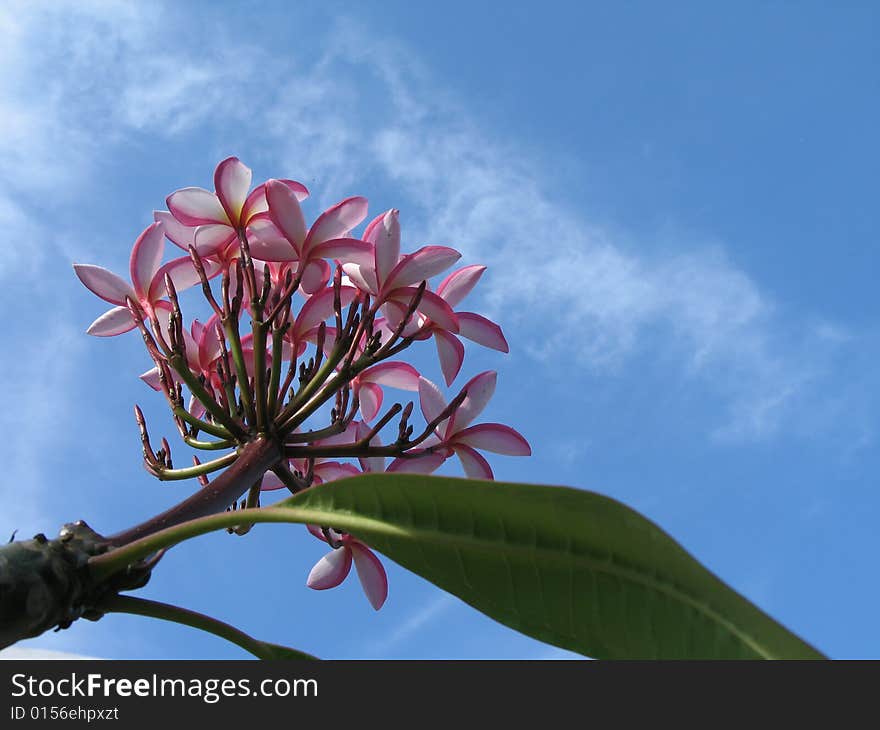 Pink flowers in the blue sky