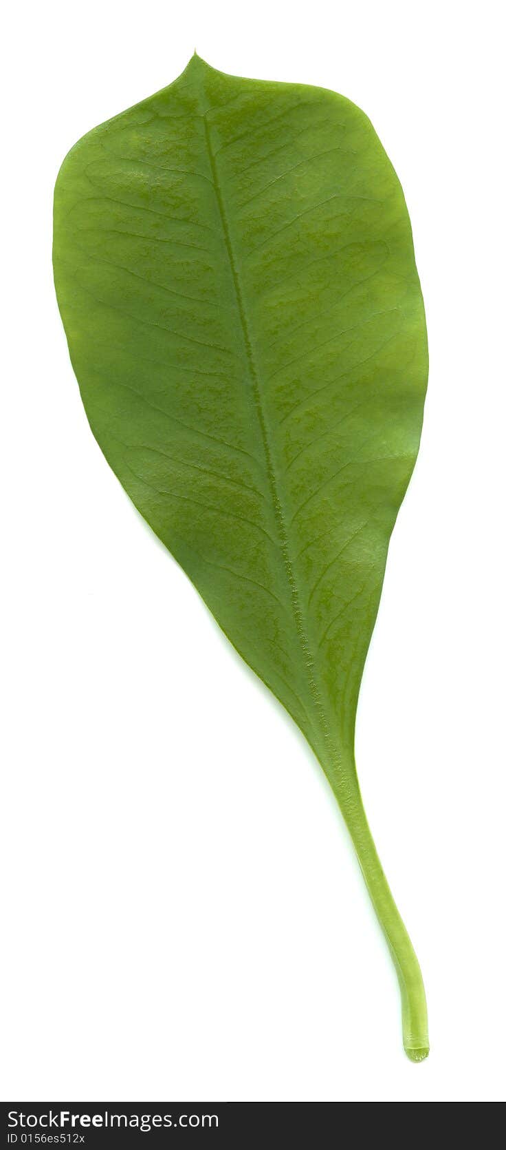 Leaf