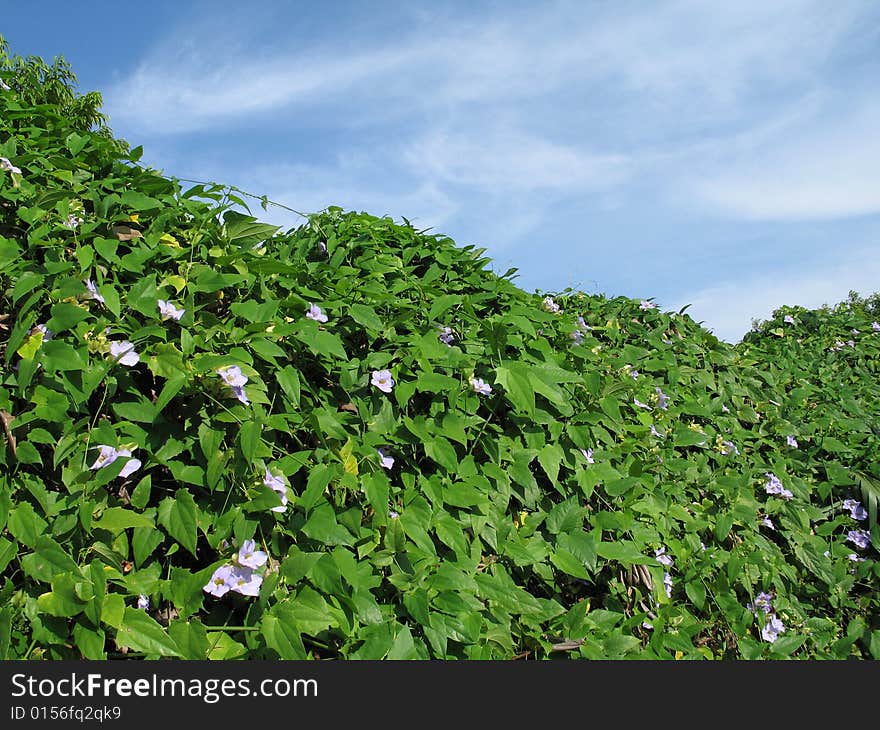 Hedge Of Climbing Vine