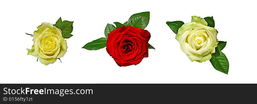 Three roses set isolated on white background