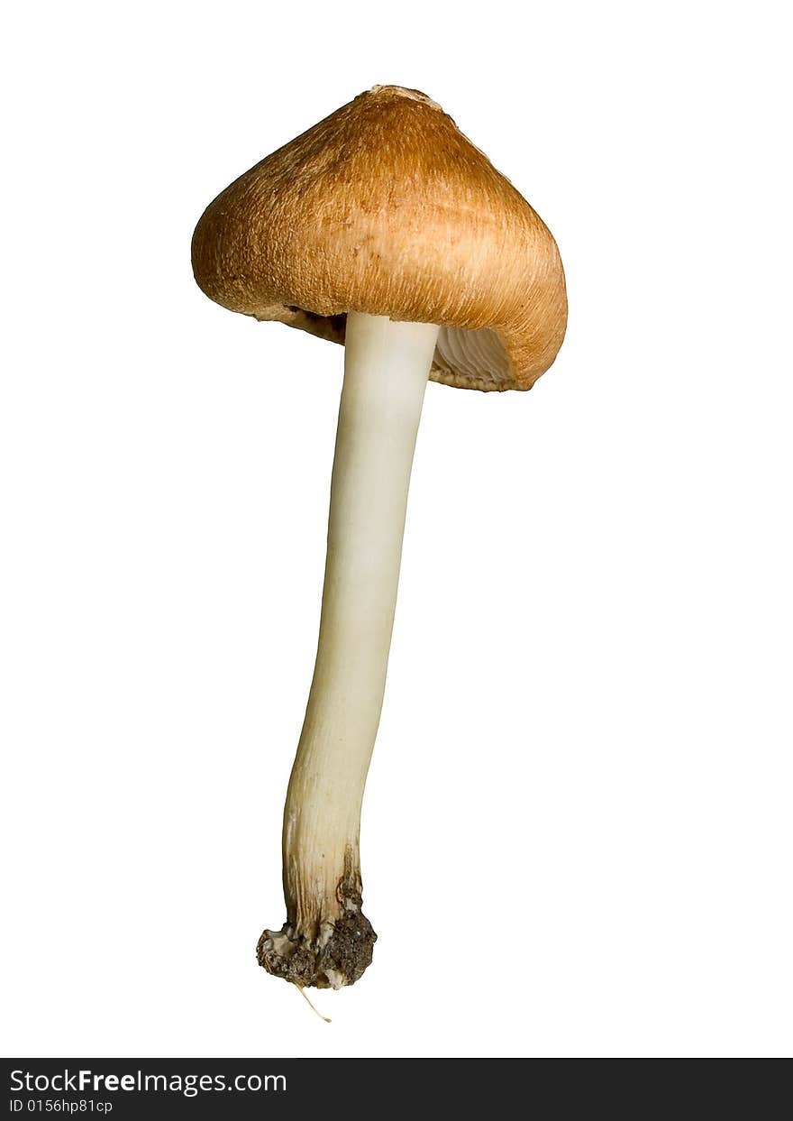 Mushroom