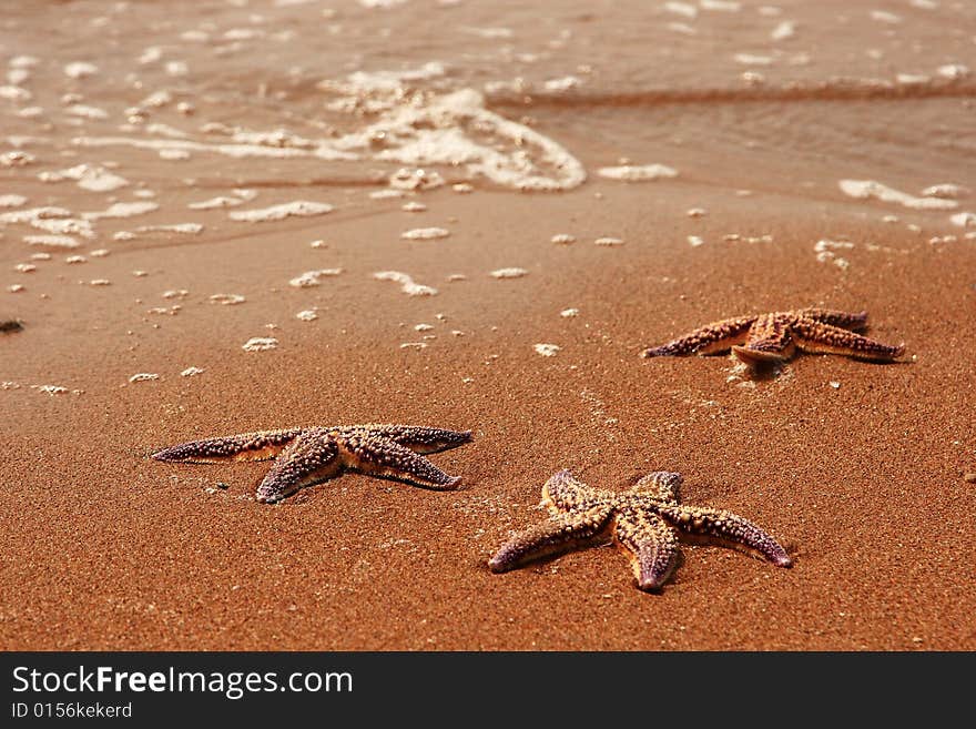 Some beautiful Sunstars In Seacoast