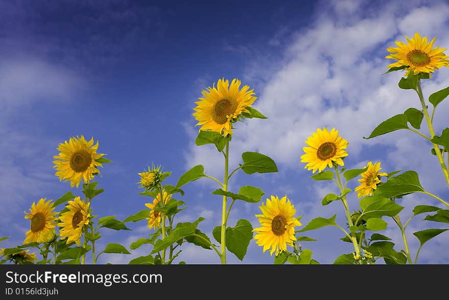 View of nice fresh sunflowers on blue sky back. View of nice fresh sunflowers on blue sky back