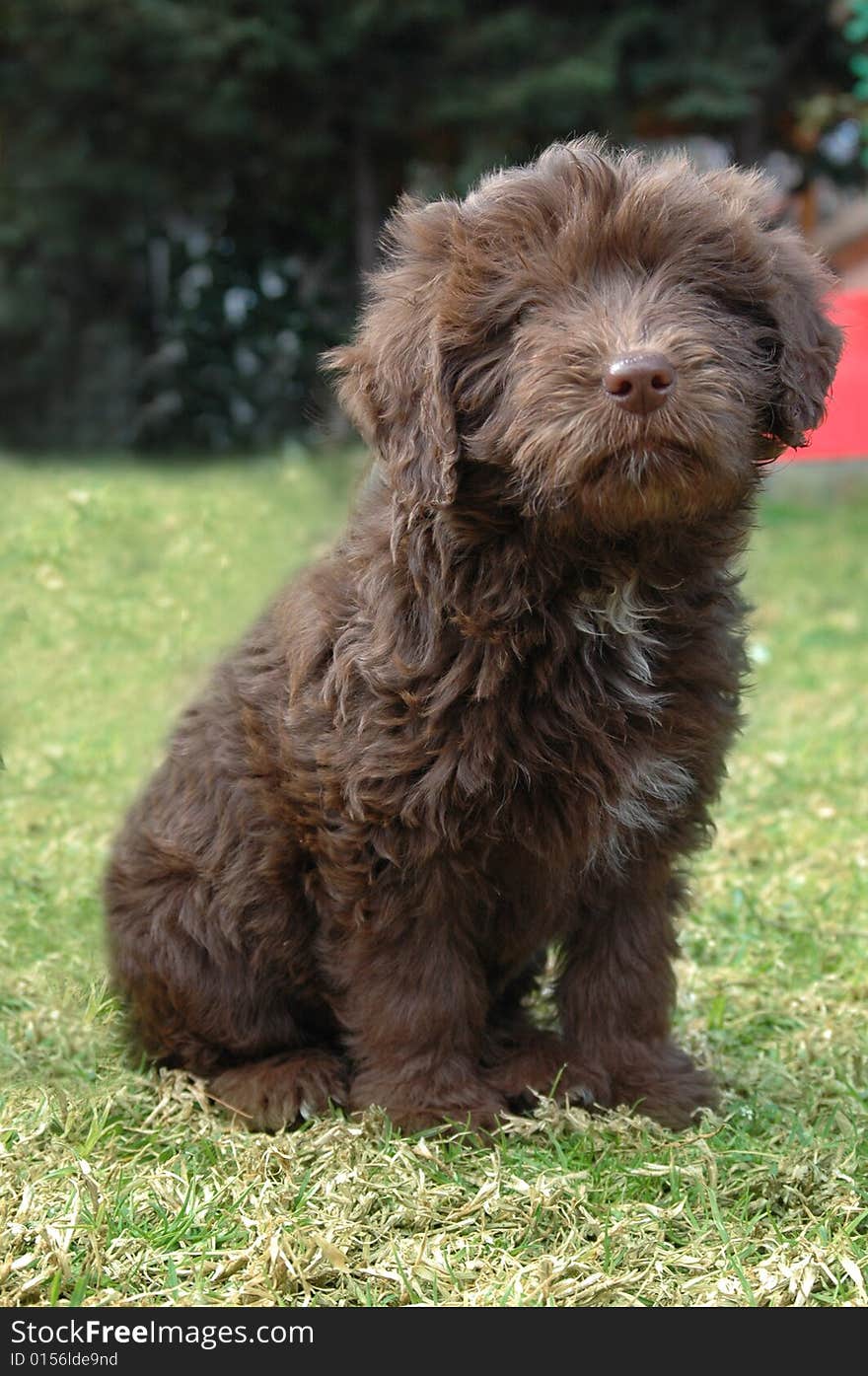 Brown puppy