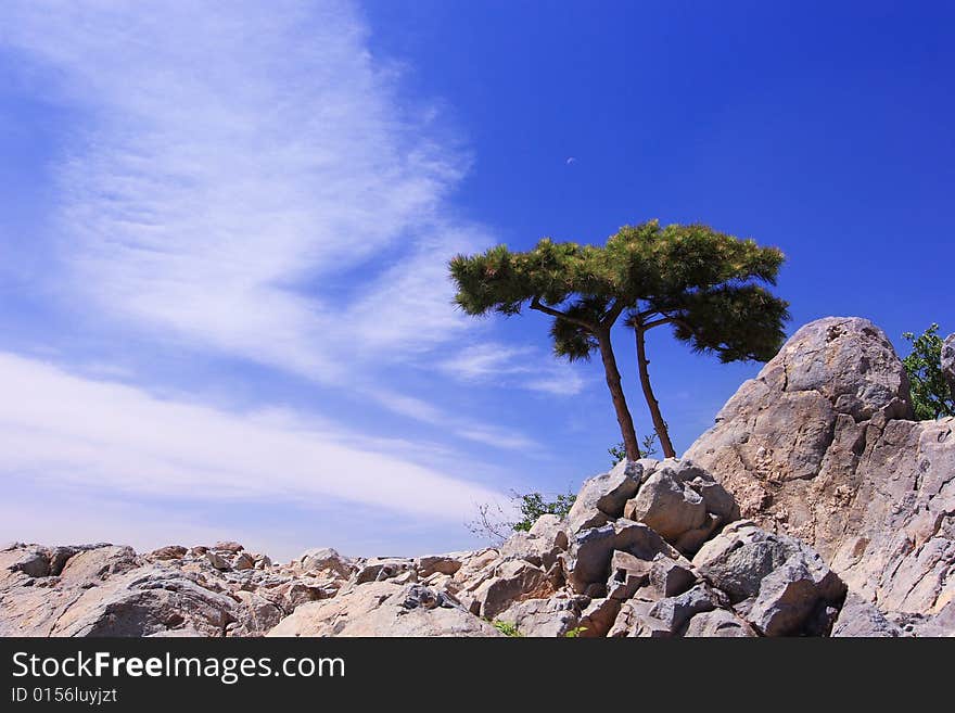 Pine tree and the blue sky