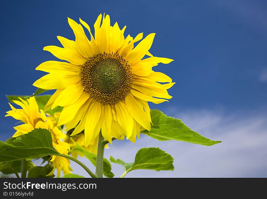 View of nice fresh sunflower on blue sky back. View of nice fresh sunflower on blue sky back