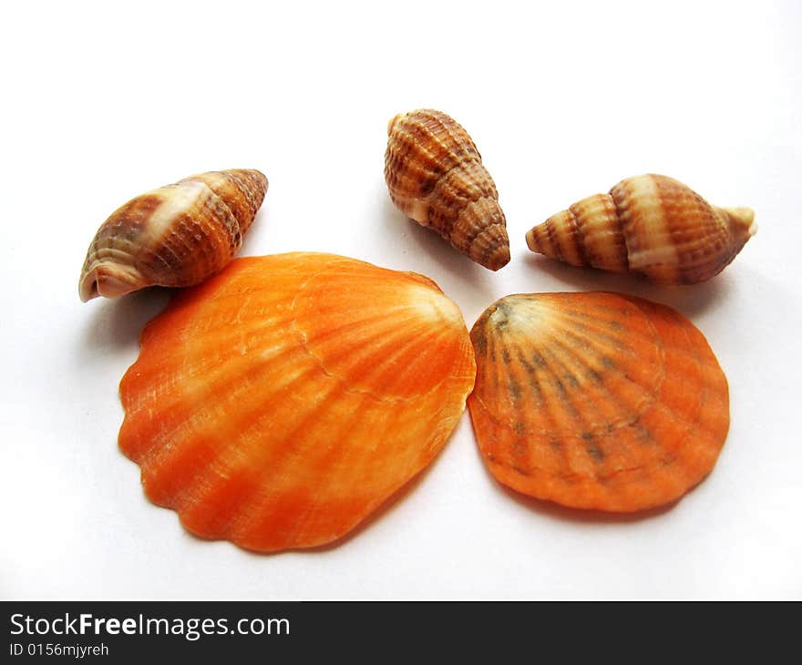 Five cockle-shells isolated on white background