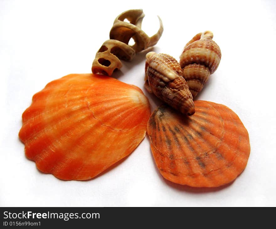 Cockle-shells isolated on white background