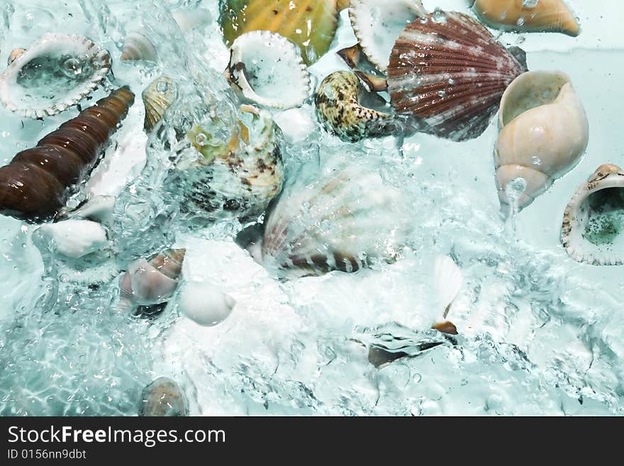 Close up view of different kind of shells on splashing water background