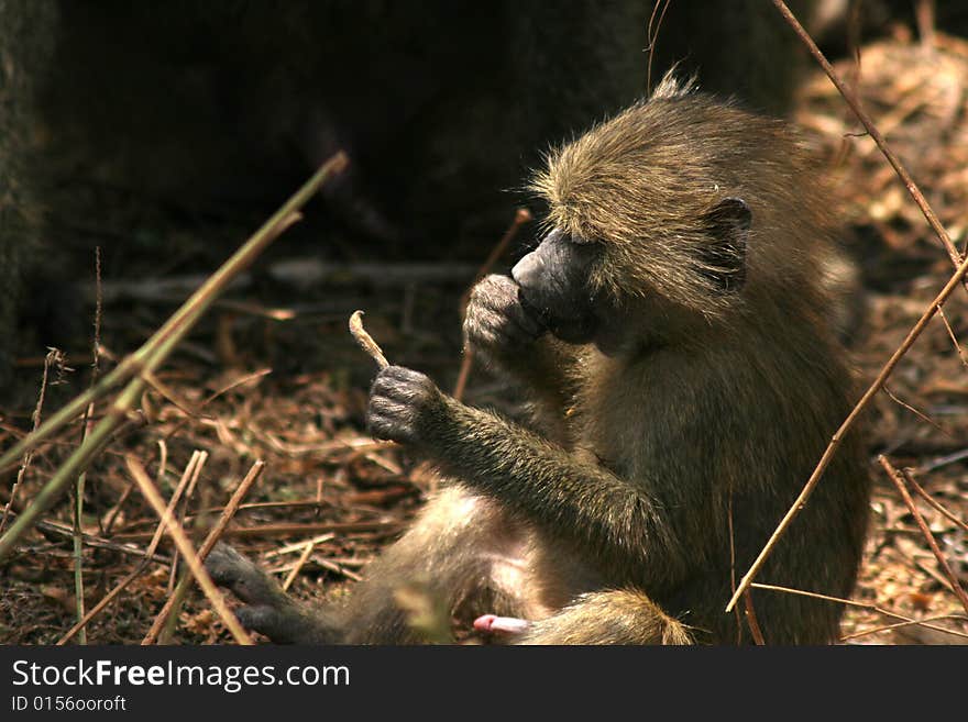 Little monkey eating in the trees