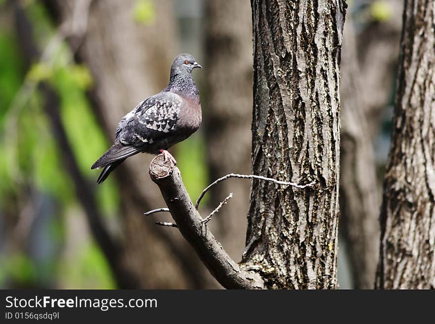 Pigeon On The Branch.