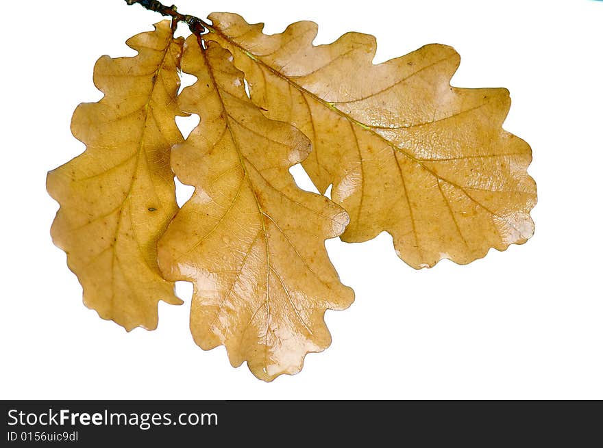 Autumn oak twig with leaves on white