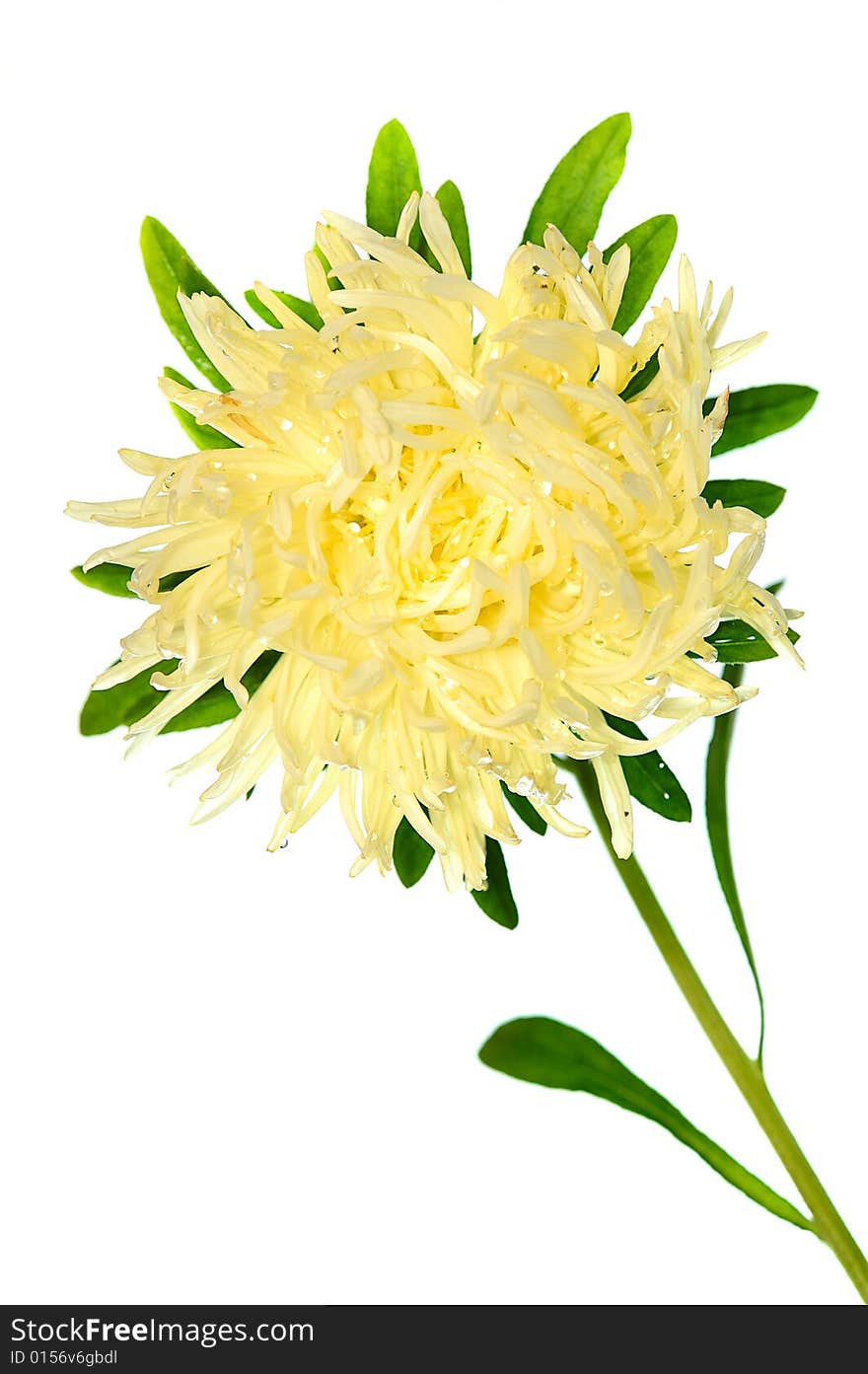 Pale Yellow Aster