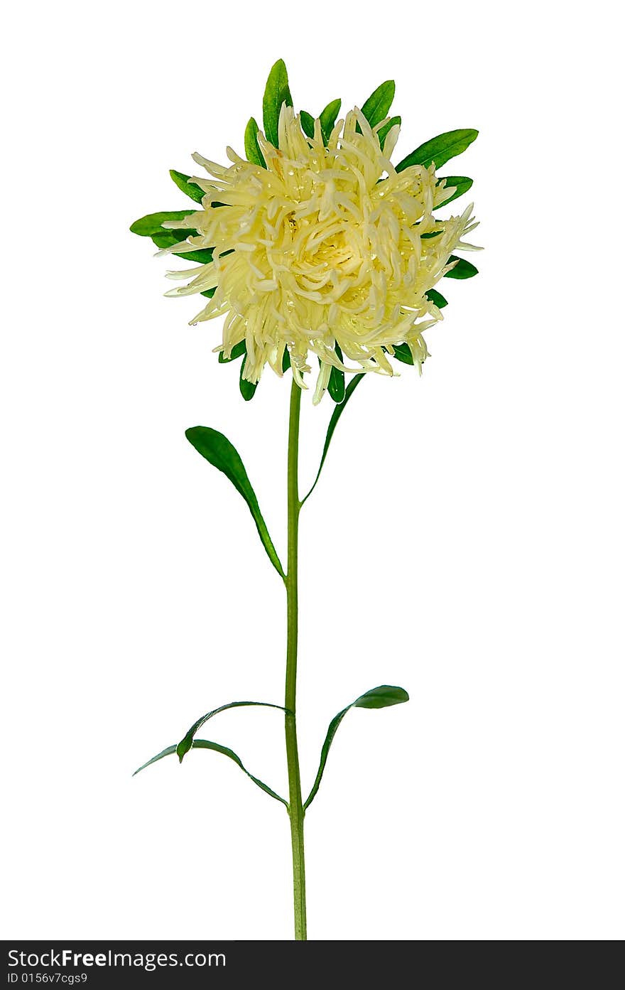 Pale yellow aster isolated on white background