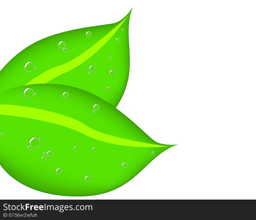 Two leaves with dew, vector illustration