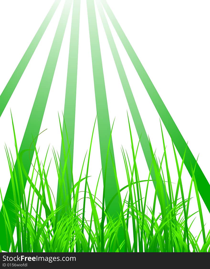 Green grass in the light, vector illustration