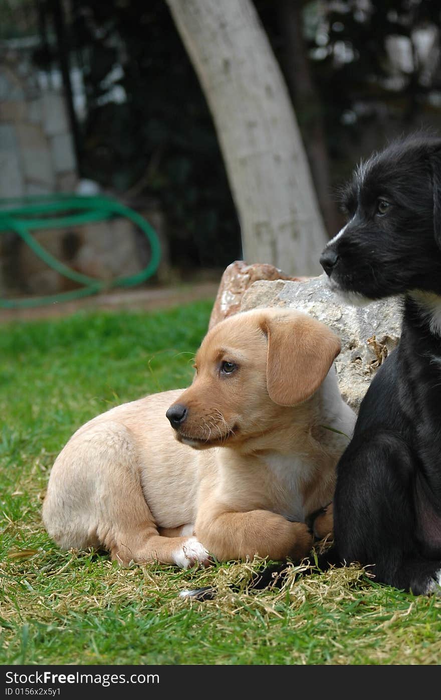 A white and a black puppy. A white and a black puppy