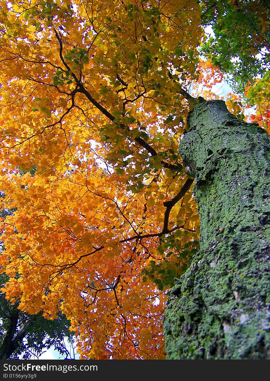 The Ceiling of an Autumn forest. The Ceiling of an Autumn forest