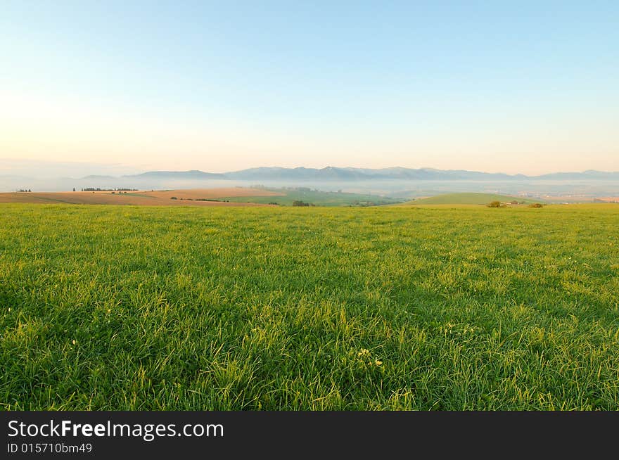 Meadow In Morning