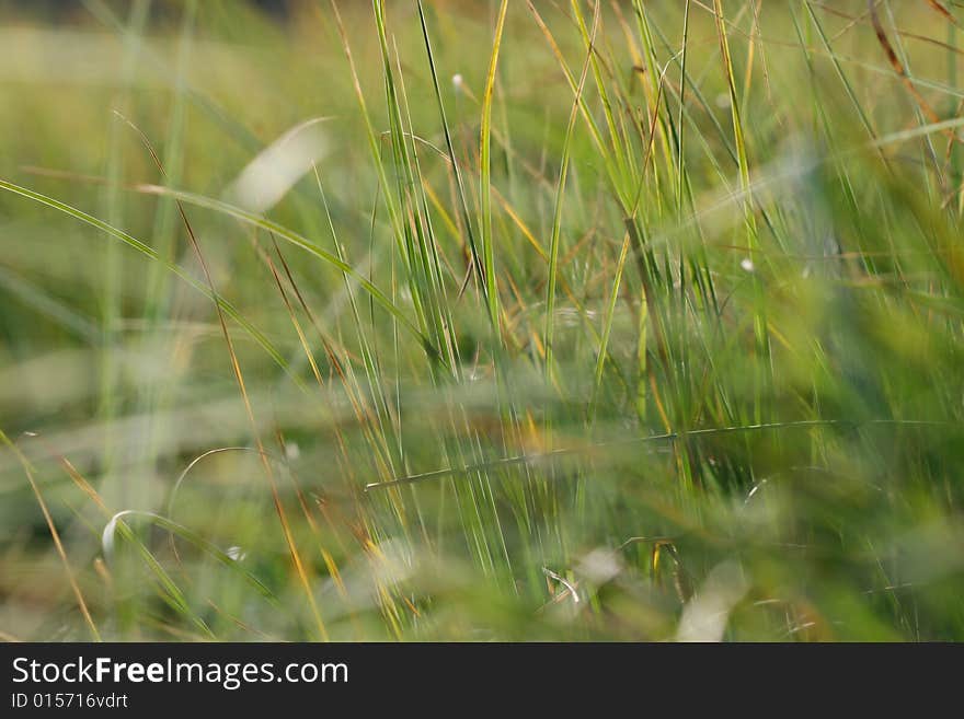 Green grass by the pond