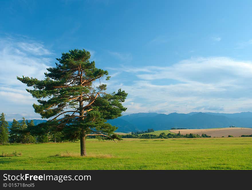 Summer day with pine tree in foreground. Summer day with pine tree in foreground