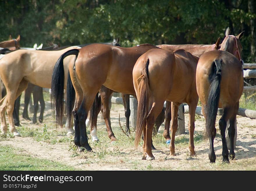 Horses standing by wooden fence. Horses standing by wooden fence