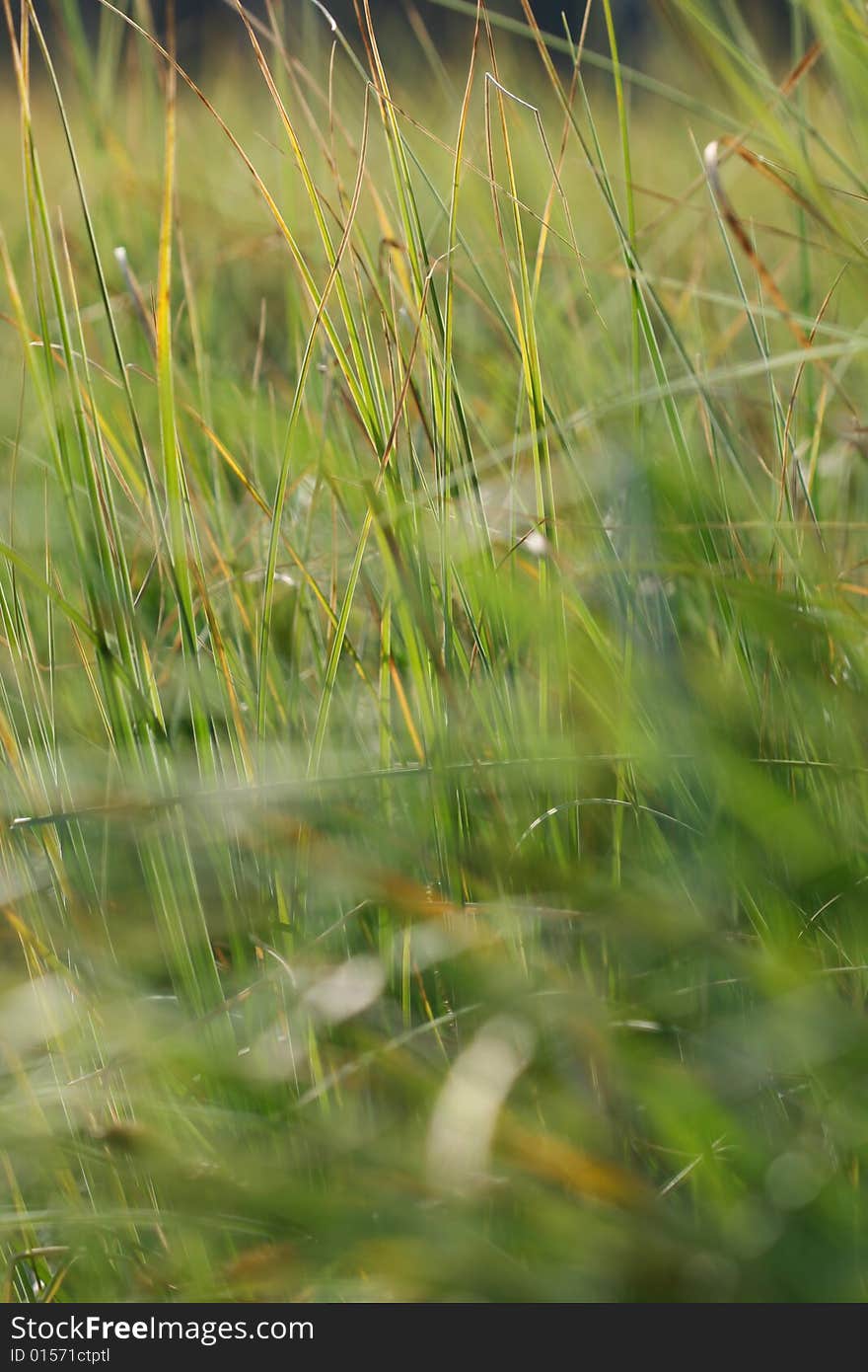 Green grass by the pond