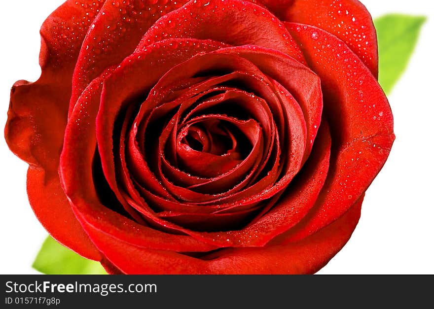 Red rose isolated on white background.