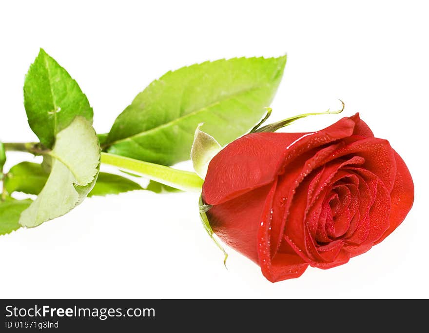 Red rose isolated on white background.