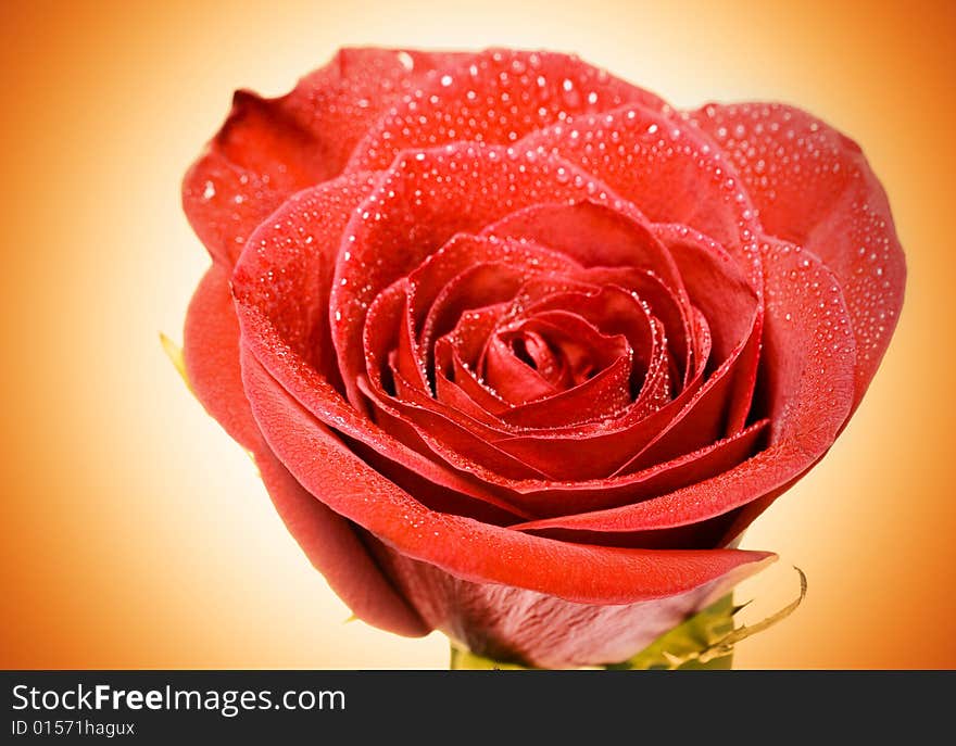 Red rose with water drops on color background.