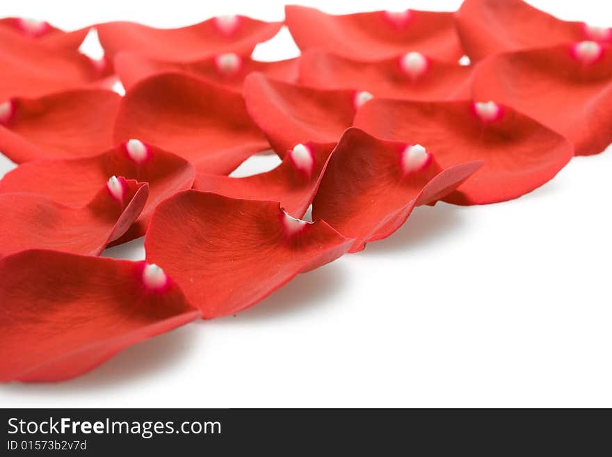 Beautiful red roses petals on white