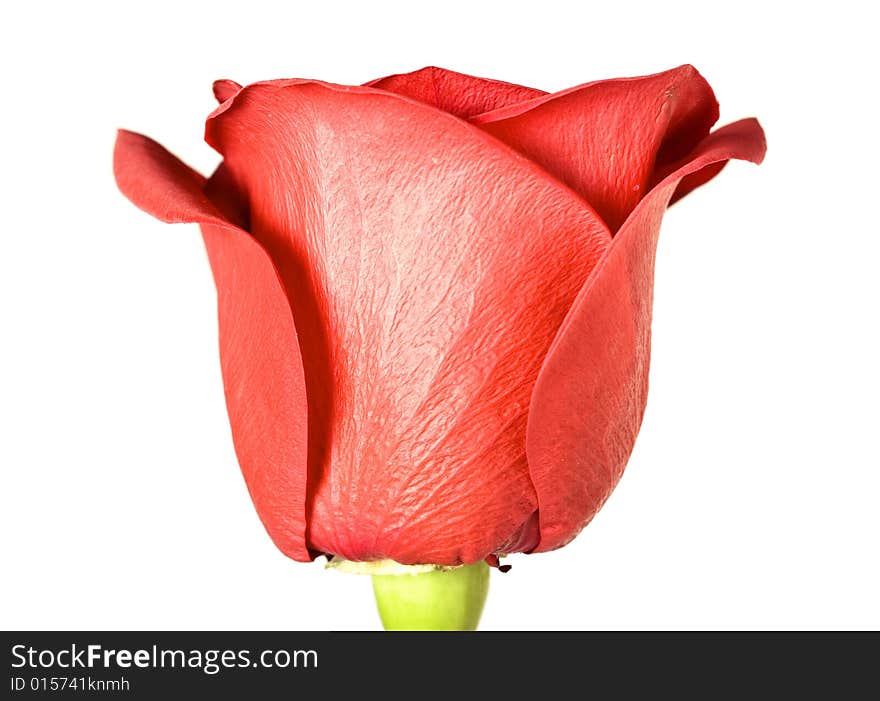 Red rose isolated on white background.