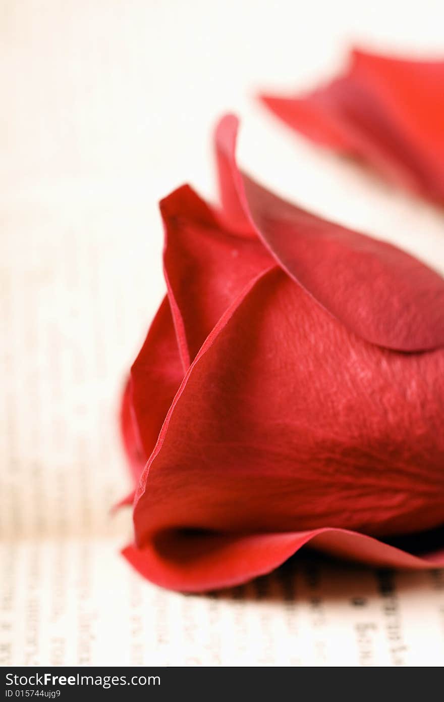 Beautiful red rose on book. Beautiful red rose on book