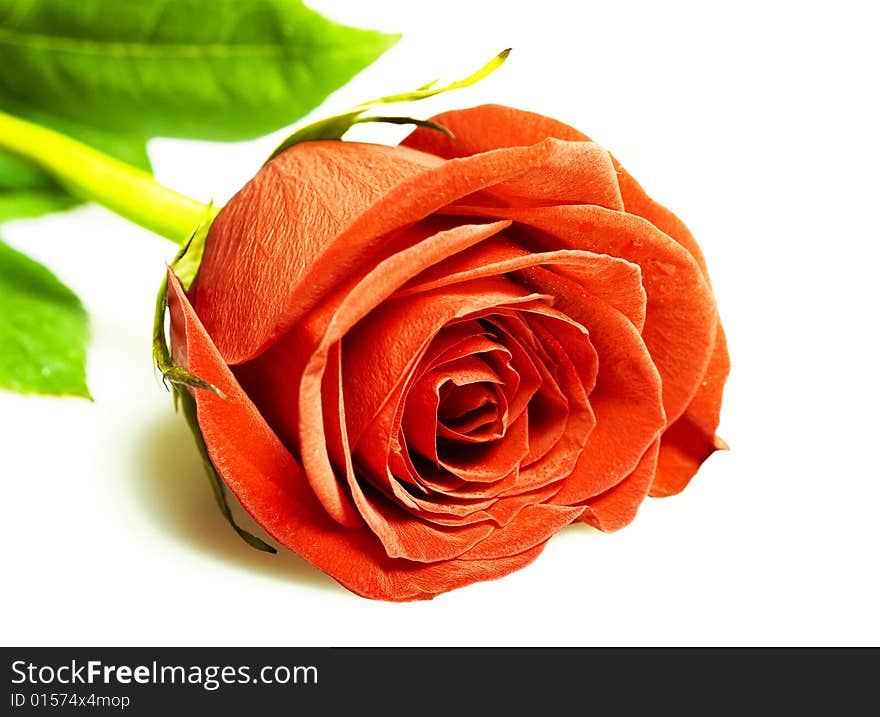 Red rose isolated on white background.