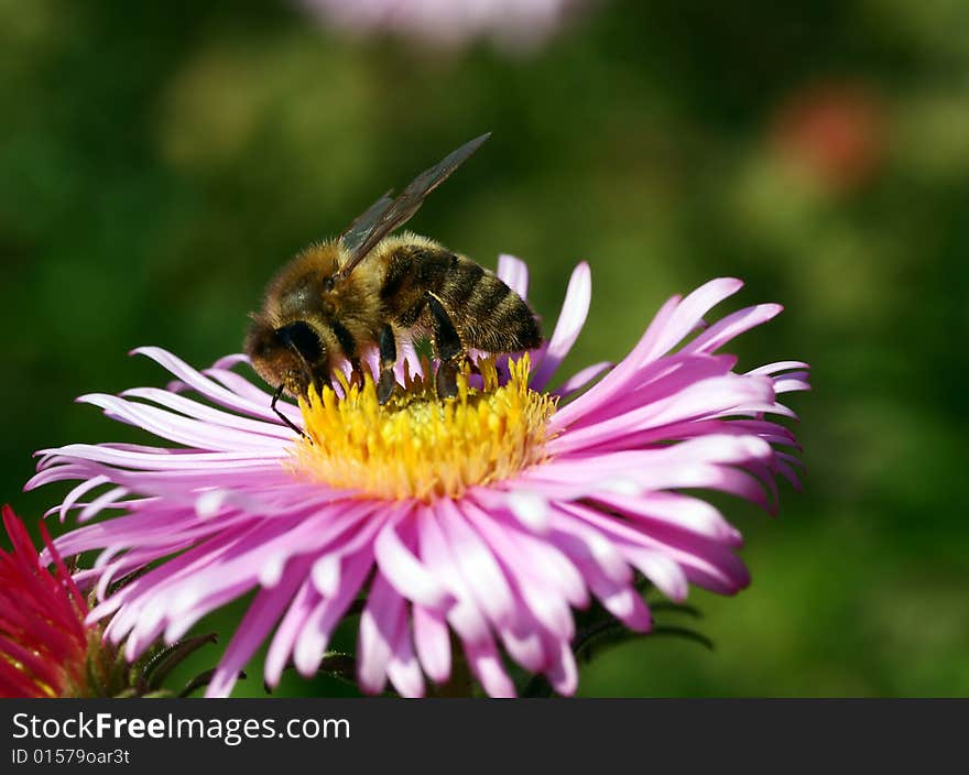 Honeybee sitting on purple blossom