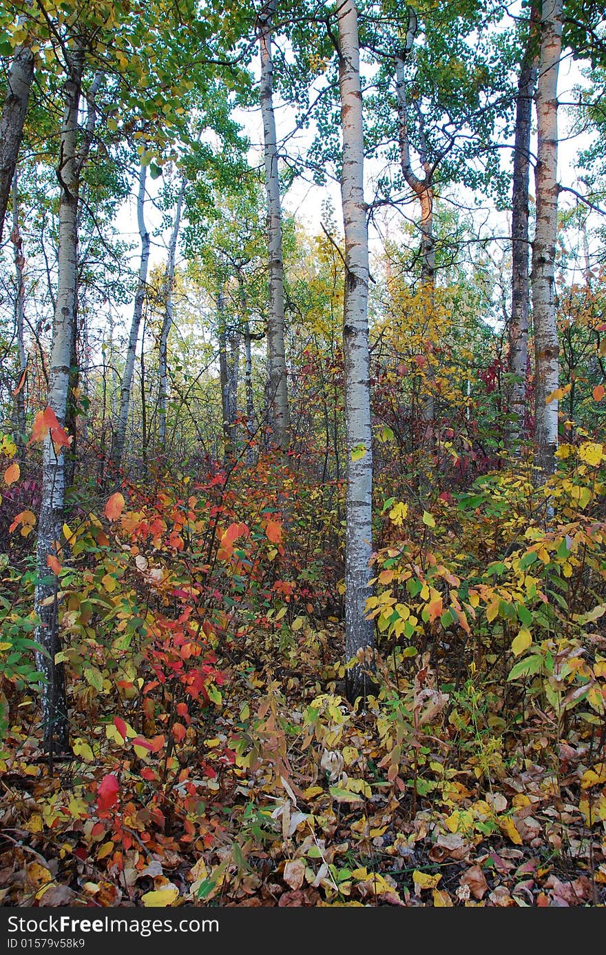 Colorful Trees in River Valley