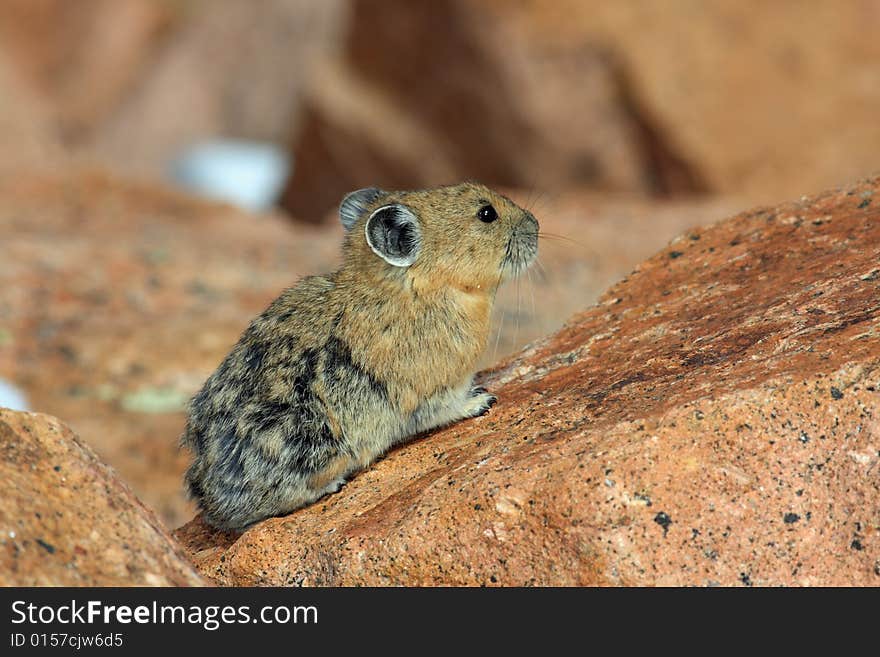 Pika