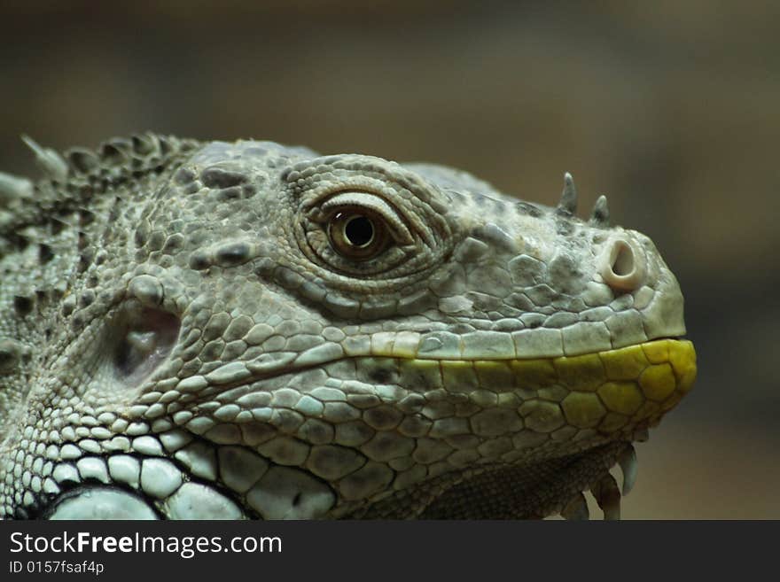 Close up of the iguana's head.