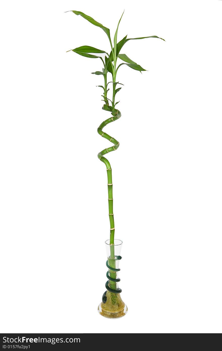 Luck bamboo spirals with shoots. Luck bamboo spirals with shoots