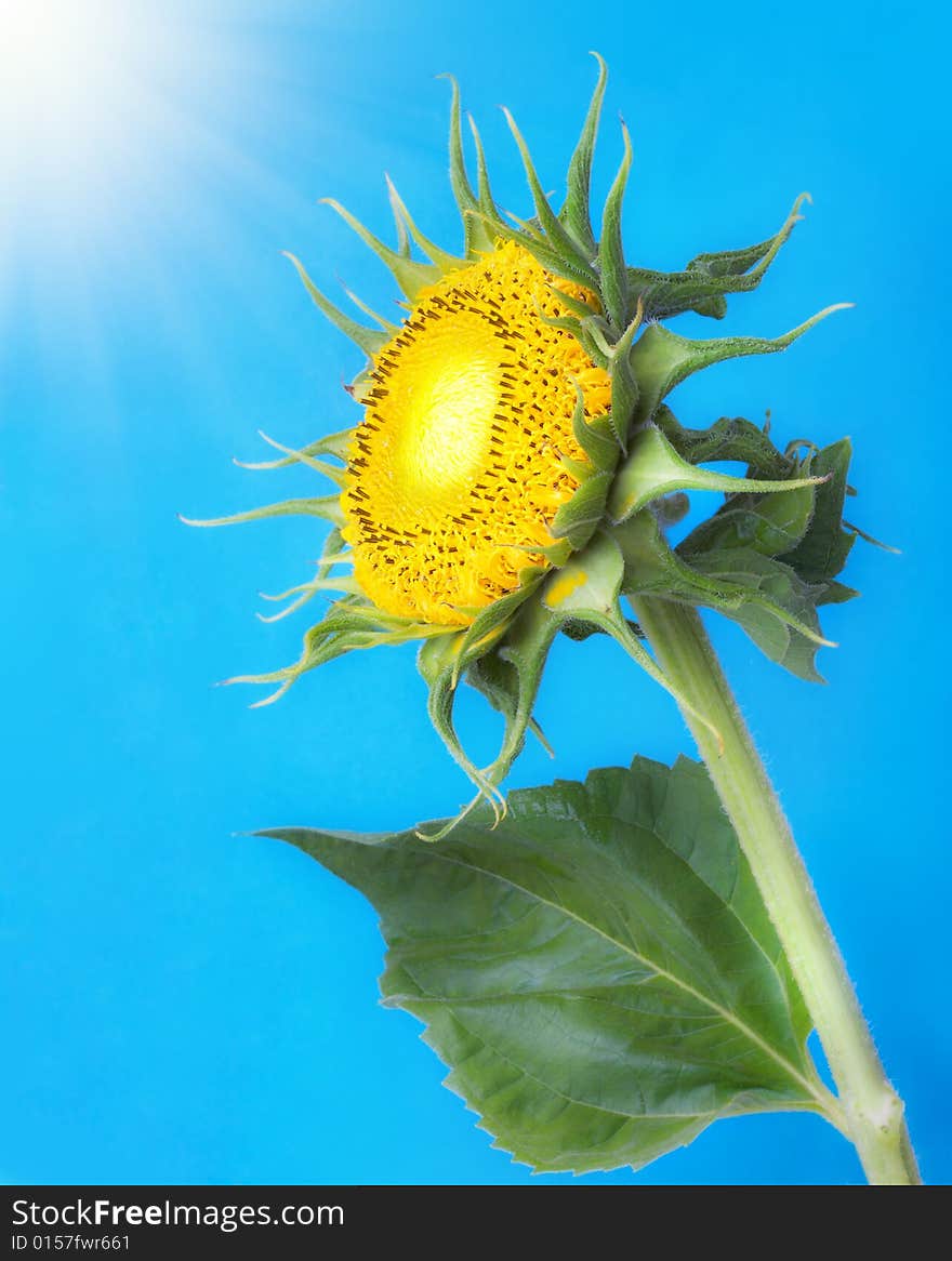 Sunflower On Blue Sky Background