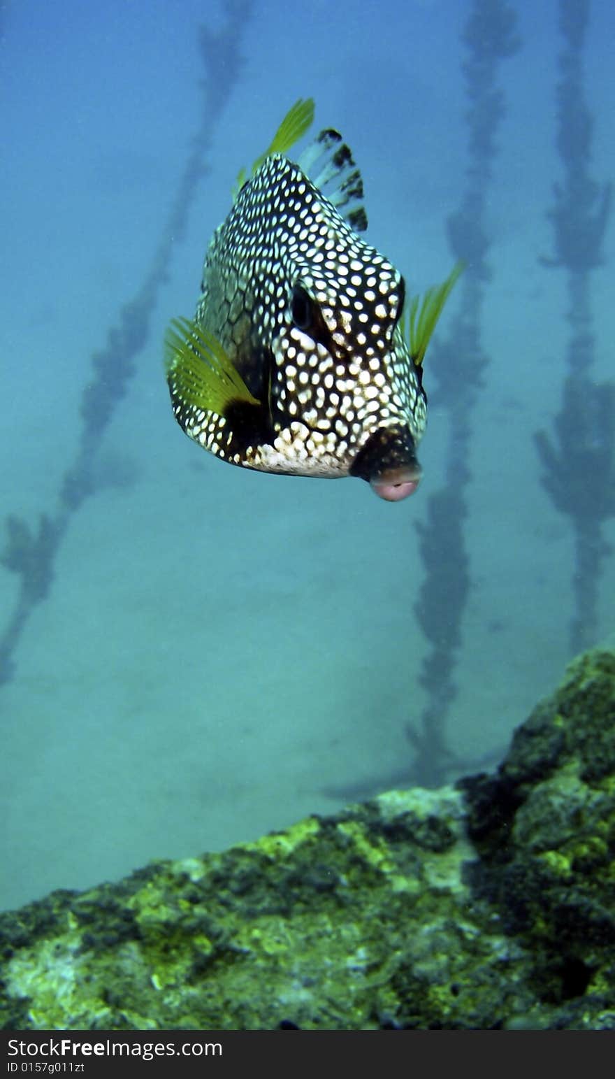 A Trunk Fish photographed on The Antilla ship wreck, Aruba.