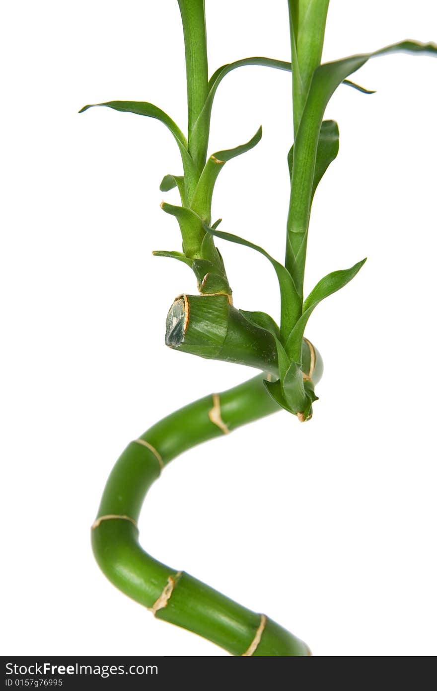 Bamboo stems on white background. Bamboo stems on white background